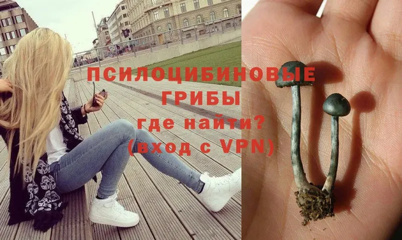 Псилоцибиновые грибы Psilocybe  купить наркотики цена  Ельня 